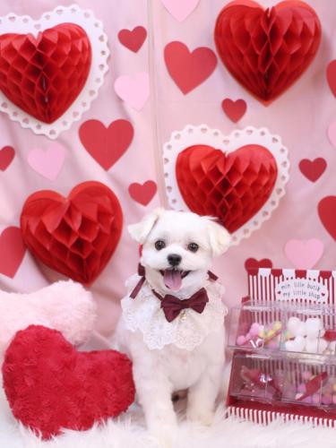 20240224まるちゃん